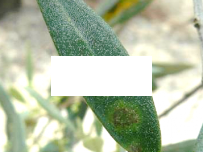 Spilocaea oleaginae